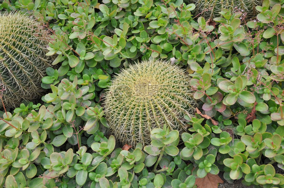 仙人掌属植物仙人掌科多刺多汁植物图片