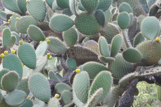 仙人掌属植物仙人掌科多刺多汁植物图片