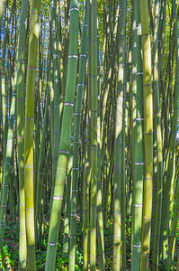 竹树背景作为背景很有用图片