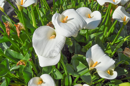 马蹄莲花野生马蹄莲花又名沼泽海芋沼泽马蹄莲或水海芋花图片