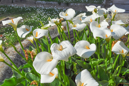 马蹄莲花野生马蹄莲花又名沼泽海芋沼泽马蹄莲或水海芋花图片