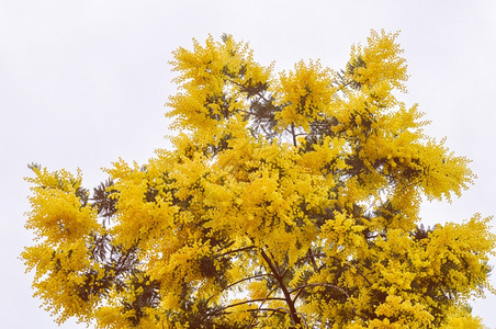 复古的含羞草花复古的黄色含羞草相思花属植物又名银合欢树蓝合欢树图片