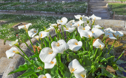 马蹄莲花野生马蹄莲花又名沼泽海芋沼泽马蹄莲或水海芋花图片