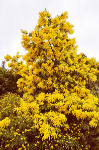 复古的含羞草花复古的黄色含羞草相思花属植物又名银合欢树蓝合欢树图片