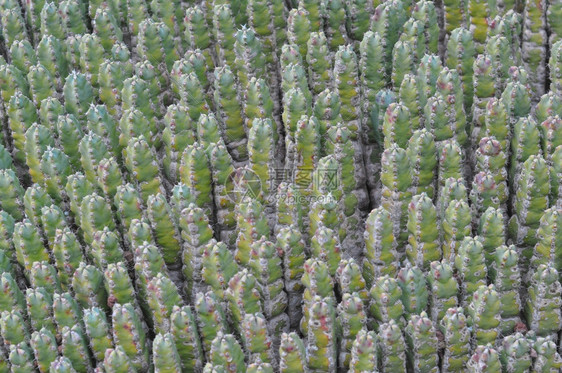 仙人掌属植物仙人掌科多刺多汁植物图片