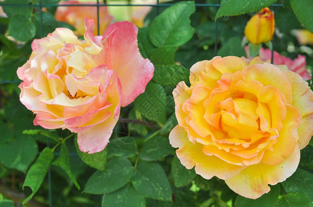 玫瑰花黄常年朵灌木背景图片
