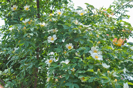野玫瑰白色野生玫瑰花又名针状蔷薇或多刺野生玫瑰或多刺玫瑰或刚毛玫瑰或北极玫瑰或犬蔷薇花图片