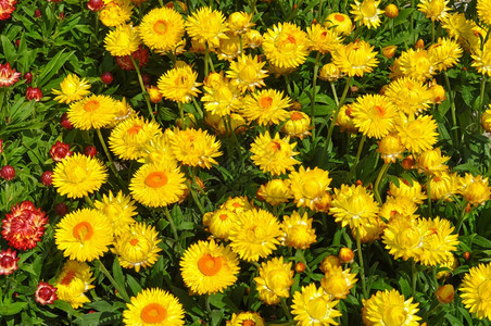 黄色黛西花朵贝利斯Perennis花朵aka普通黛西草地菊花或英语图片