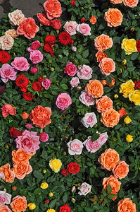 玫瑰花红粉黄和橙色玫瑰常年灌木花图片