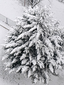 冬季积雪的树木图片