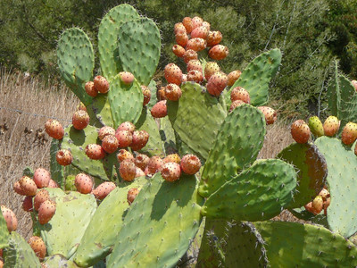 榕树植物详图仙人掌又名榕树仙人掌植物详图图片