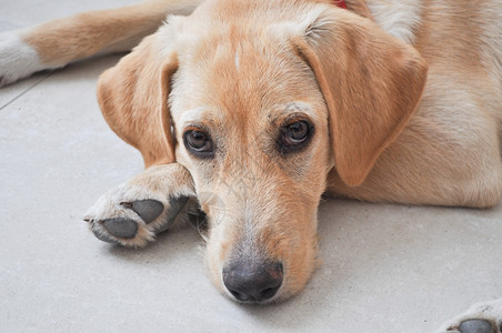 狗和哺乳动物拉布拉多家犬又名犬是哺乳动物的一部分图片