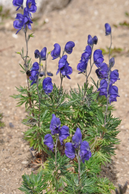 乌头花僧帽乌头又名乌头或乌头附子僧血花