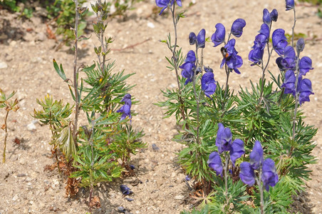 乌头花僧帽乌头又名乌头或乌头附子僧血花图片素材