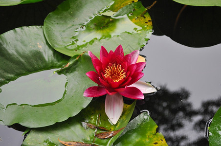 Lily尼姆法亚水池中的花图片