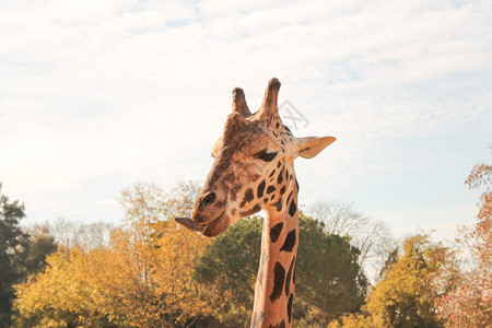 Giraffe哺乳动物图片