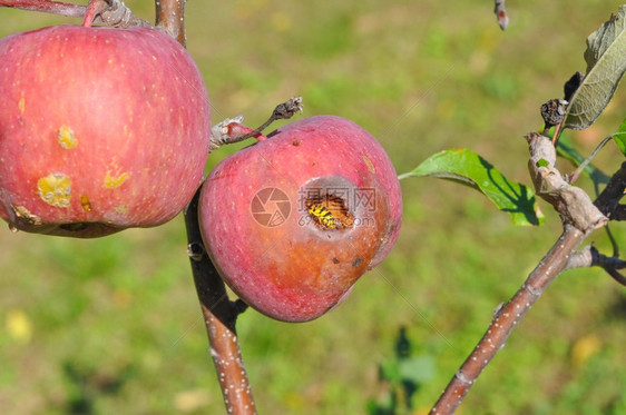 黄蜂昆虫甲动物食用苹果图片