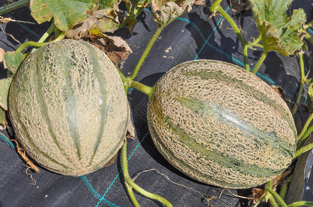 高清图片muskmelon水果绿色面食cucumismelo水果健康的素