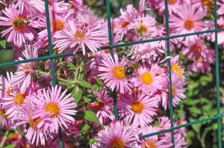 白菊花bellisperennis以及普通菊花草坪或英国高清图片下载 正版图片 摄图网 白菊花bellisperennis以及普通菊花草坪或英国高清图片下载 正版图片 摄图网