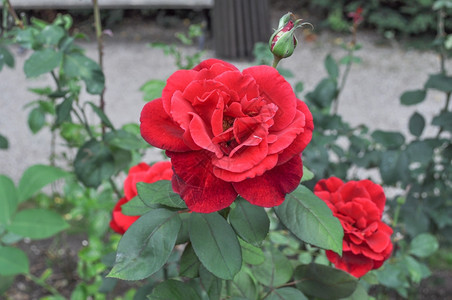 红玫瑰花常年灌木花图片