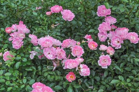 粉红玫瑰花常年灌木图片