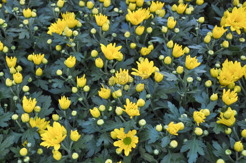 黄色菊花黄色菊花又名菊花或菊花