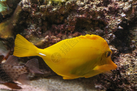 水族馆鱼背景图片