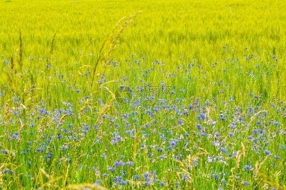 作背景用的草原上的蓝色小花图片
