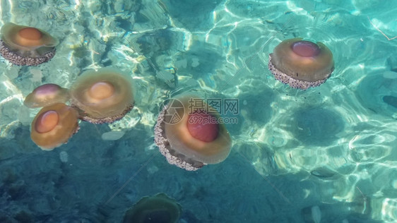 海蜇水母又名水母水中的水生蛇形纲动物图片