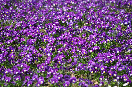 紫花朵花花花花花图片