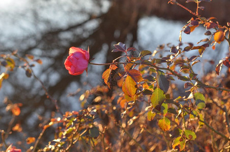 粉红玫瑰花常年灌木genusRosa花图片