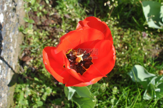 红色郁金香花朵红色郁金香花朵图片