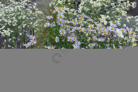 花卉和植物作为背景图片
