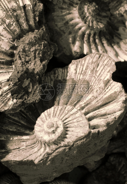 菊石化石特写图片