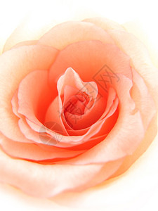紧的粉红玫瑰背景图片
