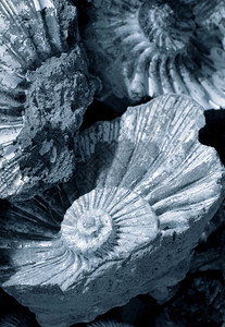 菊石化石特写图片