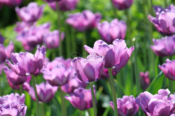春天公园美丽的郁金香图片