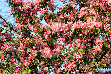 盛开的树有粉红色美丽的花朵图片