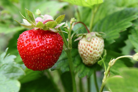 在花园上收割成熟的草莓图片