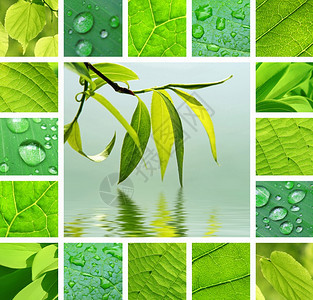 植树枝与柳的结合反映在水和绿叶中图片