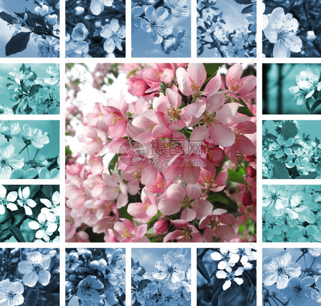 美丽的开花树拼凑图片