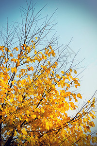 天空背景的明黄色秋树图片