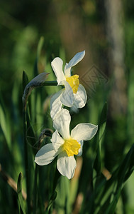 美丽的泉水仙子Narcissus背景图片