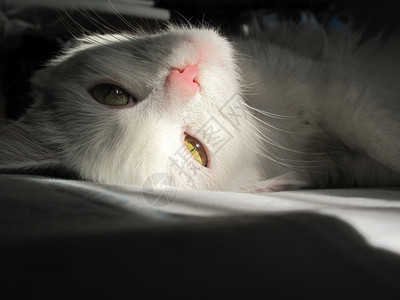 白猫在阳光下躺她的背上图片