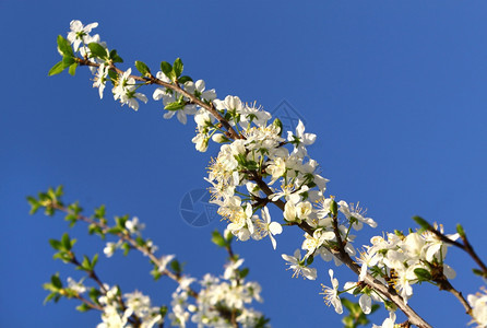 蓝色天空上美丽的白花图片