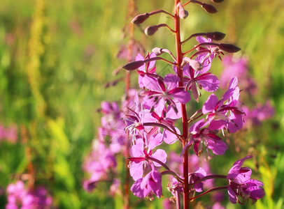 莎莉鸡图片背景