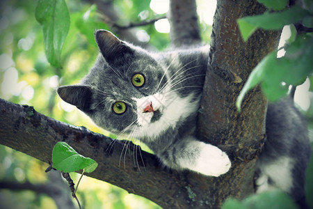 绿色眼睛坐在树上猫的古老形象图片