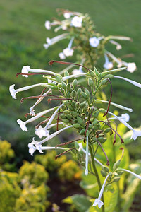 香烟草鲜花缝合图片