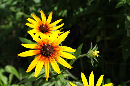 夏花园中明亮黄色的Rudbeckia花朵高清图片