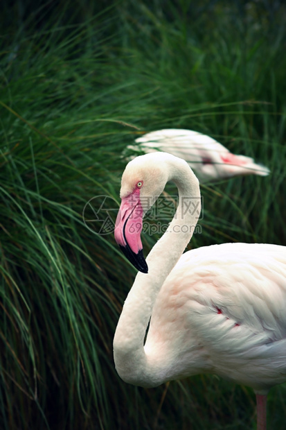 大火烈鸟Phoenicopterusroseus的老照片图片